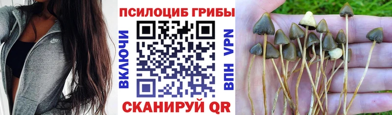 Псилоцибиновые грибы GOLDEN TEACHER  кракен как войти  Малоархангельск 